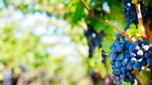 Photo du raisin des vignes de l'école de vin Changins